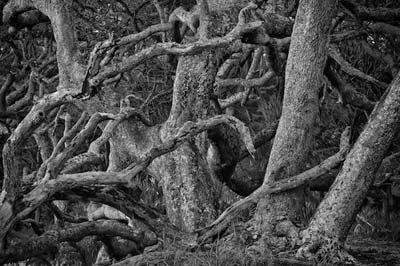 Twisted Oak Tree Image #32107_76bw