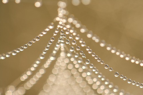 Dew drops in spider web image#92105_113