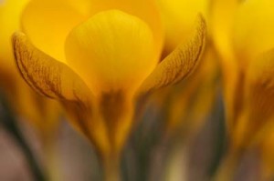 Crocus flower close-up Image #022008_17 Crocus flower close-up Image #022008_17