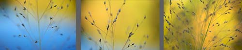 Abstract of Grass Seed Heads group1 Abstract of Grass Seed Heads group1