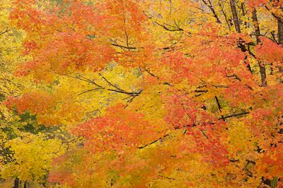 Image #20101027-146