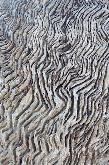 Abstract;Abstractions;Bark;Beach;Beaches;Branch;Branches;Drift;driftwood;Herbace