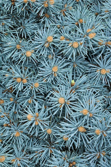 Abstract;Abstractions;Aqua;Blue;Botanical;Botanicals;botany;Branch;Branches;Bush