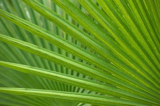 Abstract;Abstractions;angled;botanical;botanicals;botany;concepts-emotions;fanne