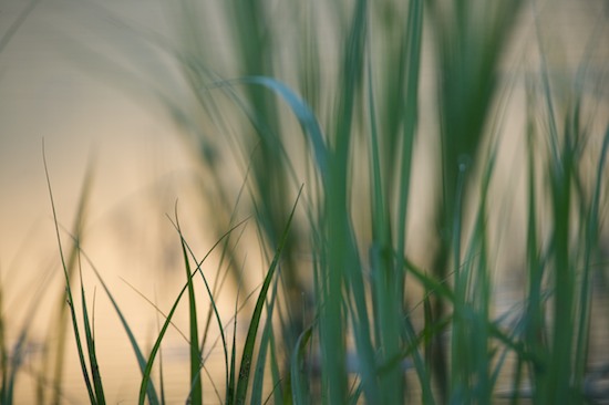 botanical;botanicals;botany;flora;Gold;Grass;Green;greenery;herb;herbage;Mississ