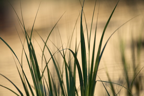 botanical;botanicals;botany;flora;Gold;Grass;Green;greenery;herb;herbage;Mississ