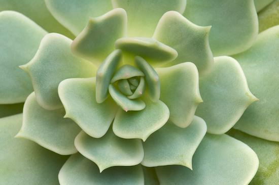 Cactus Rose Plant