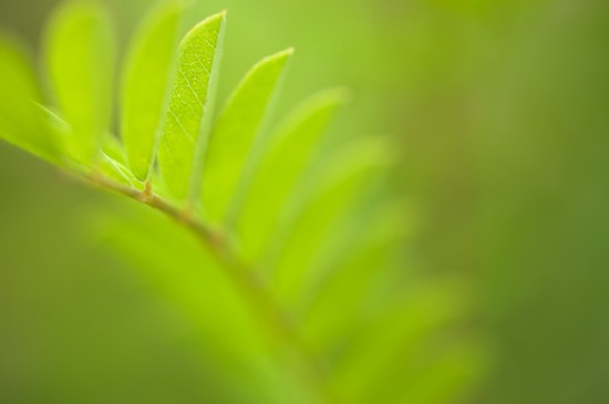 botanical;botanicals;botany;flora;Green;greenery;herb;herbage;plant;plants;shrub