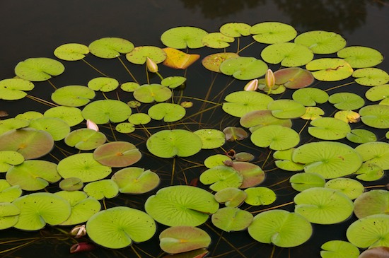Floating Lily