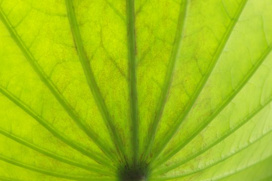 vegetation;Abstract;Textures;shrub;plants;botanical;greenery;herb;Patterns;herba