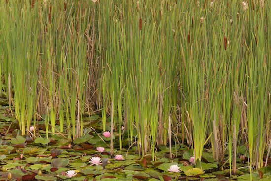 Flower;plant;plants;Blossom;shrub;Water-Lily;Lily-Pads;Petal;Petals;Brown;greene