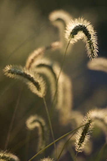 Abstract;Bead;Botanicals;Botany;Details;Dew;Dewey;Drop;Droplet;Flora;Foliage;Gra