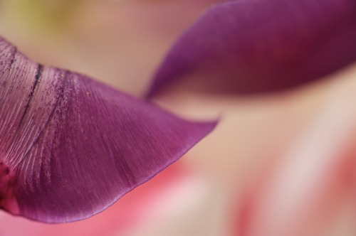 Abstract;Abstractions;art-deco;Bloom;Blossom;Blossoms;close-up;Floret;Flower;Flo