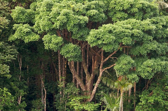 plants in rainforest. Plant plants Rainforest