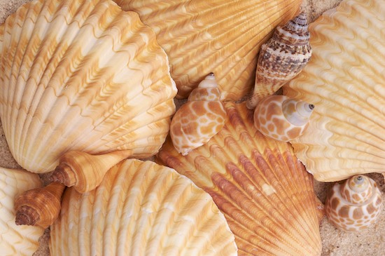 020308 110 jpg Abstract of seashells and sand