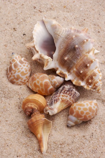020308 133 jpg Abstract of seashells and sand