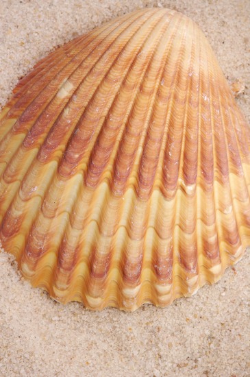 Abstract;Abstractions;Beach;Beige;Brown;Patterns;Sand;Seashell;Seashells;Shapes;