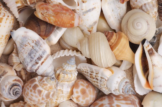 020308 40 jpg Abstract of seashells and sand