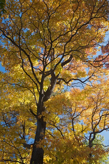 new york state tree. State Park, New York