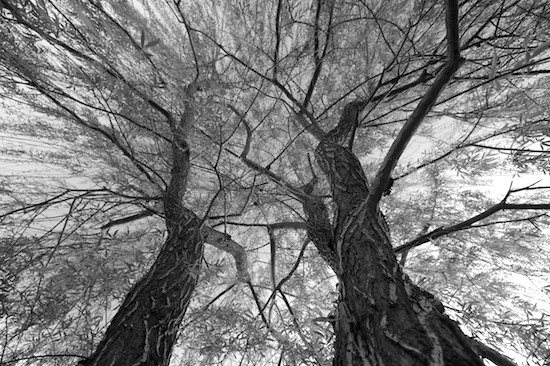 Willow Tree Branch. 40107 124bw jpg Weeping Willow