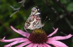 Butterflies & Hummingbirds