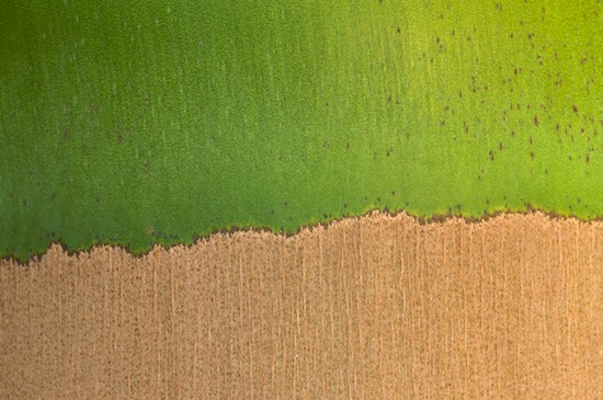 Abstract;Abstractions;Bark;Branch;Branches;brown;Brown;concepts & emotions;exotic;FL;Florida;Fort Myers;Green;Herbaceous;horizontal;linear;modern;order;Patterns;Plant;Sanibel Captiva Island;Shapes;striation;stripe;striped;stripes;Tan;tan;Textures;Tree;Tree Trunk;Trees;tropical;Trunk