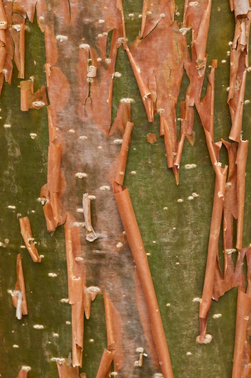 Abstract;Abstractions;Bark;Branch;Branches;brown;Brown;concepts & emotions;Concepts & Emotions;congruent;cracked;crackled;cracks;Curled;Florida;green;Green;Gulf Coast;Gulf of Mexico;Herbaceous;interesting;intriguing;linear;modern;order;orderly;Patterns;peeling;Plant;Red;Renewal;Sanibel Captiva Island;Shapes;shedding;Shedding;skin;straight;tan;Textures;Transformation;Tree;Tree Trunk;Trees;Trunk;uniform;vertical