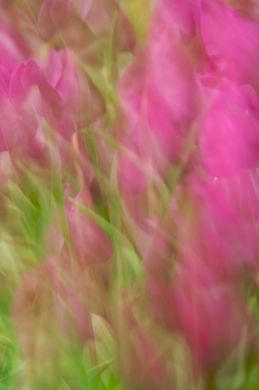 Abstract;Abstractions;Bloom;Blossom;Flower;Flowering;Flowers;Green;Patterns;Pink;Purple;Red;Shapes;Textures