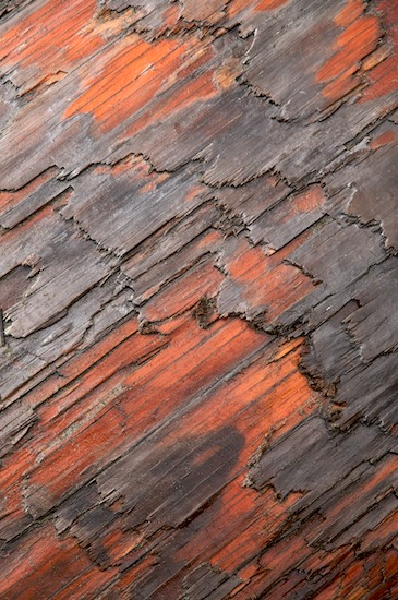 Bark;Blaze;Branch;Branches;Brown;Gray;Grey;Olympic National Park;Orange;Plant;Red;Second Beach;Silver;Tree;Tree Trunk;Trees;Trunk;Washington