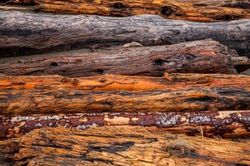 Abstract;Abstractions;Branch;Branches;Brown;Gray;Green;Herbaceous;Olympic National Park;Patterns;Plant;Plants;Red;Second Beach;Shapes;Spotted;Stock categories;Tan;Textures;Tree;Tree Trunk;Trunk;Washington;Yellow;bark;trees