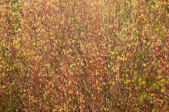 Abstract;Abstractions;botanical;botanicals;botany;Branches;flora;Green;greenery;herb;herbage;Olympic National Park;Patterns;plant;plants;Red;Shapes;shrub;Textures;vegetation;Washington;Yellow