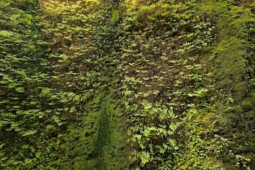 plants;Abstract;vegetation;herbage;Abstracts;flora;greenery;shrub;botanicals;plant;Abstraction;Prairie Creek Redwood State Park;botanical;California;Fern Canyon;botany;Textures;Green;herb;Redwood National Park;Patterns