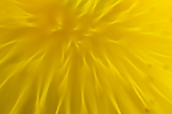 Abstract;Abstractions;Bloom;Blossom;Blossoms;Cedar Glade;Couchville Cedar Glade State Natural Area;Floret;Flower;Floweret;Flowering;Flowers;Gold;Golden St. Johnswort;Hypericum frondosum;Middle Tennessee;Patterns;Petal;Petals;Pistil;Shapes;Stamen;Tennessee;Textures;TN;Yellow