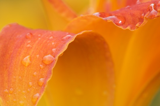 Abstract;Abstractions;Bloom;Blossom;Blossoms;Damp;Dew;Dewy;Drop;Droplet;Floret;Flower;Floweret;Flowering;Flowers;Moisture;Orange;Patterns;Petal;Petals;Pistel;Shapes;Stamen;Textures;Water;Wet