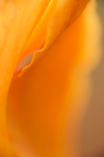 Abstract;Abstractions;Bloom;Blossom;Blossoms;Damp;Dew;Dewy;Drop;Droplet;Floret;Flower;Floweret;Flowering;Flowers;Moisture;Orange;Patterns;Petal;Petals;Pistel;Shapes;Stamen;Textures;Water;Wet