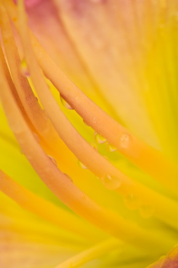 Abstract;Abstractions;Bloom;Blossom;Blossoms;Damp;Dew;Dewy;Drop;Droplet;Floret;Flower;Floweret;Flowering;Flowers;Gold;Moisture;Orange;Patterns;Petal;Petals;Pistel;Red;Shapes;Stamen;Textures;Water;Wet;Yellow