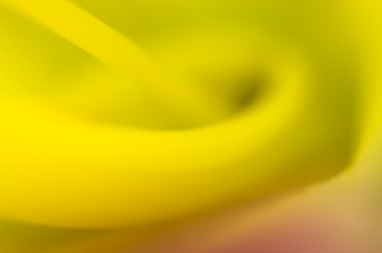 Abstract;Abstractions;Bloom;Blossom;Blossoms;Floret;Flower;Floweret;Flowering;Flowers;Patterns;Petal;Petals;Pistil;Shapes;Stamen;Tennessee;Textures;Yellow