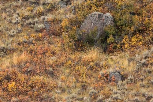 Abstract;Abstraction;Autumn;Boulder;Brown;Fall;Foliage;Gold;Grand Tetons;Grand Tetons National Park;Green;Jackson Hole;Leaves;Orange;Pattern;Plant;Red;Rock;Rock Formations;Rocky;Shape;Still Life;Stone;Stones;Tan;Texture;United States;Wyoming;Yellow;vegetation