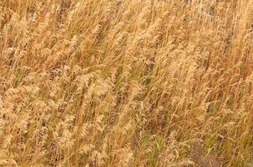 patterns;Abstracts;Rachel;Green;Patterns;Grand Tetons;Gold;Pattern;grass;Plants;Seed Head;Tan;Plant;Brown;Abstraction;Abstract;Textures;Wyoming;Yellow