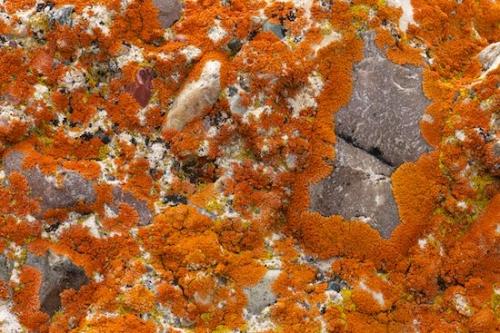 Wyoming;Close-up;Patterns;Abstract;Shapes;Orange;Grand Tetons;Abstraction;Abstracts;Abstractions;Textures