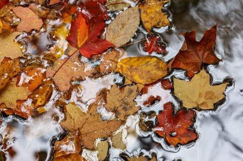 Abstract;Abstraction;Appalachian Trail;Close-up;Fall;Fallen;Fallen Leaves;Foliage;Green Mountain National Forest;Leaf;Leaves;New England;Pattern;Plant;Reflection;Reflections;Shape;Texture;Veins;Vermont;Wabi Sabi;White Rocks National Recreation Area;botanical