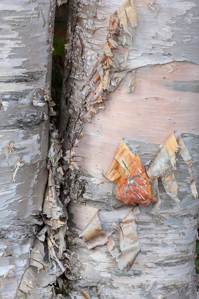Abstract;Abstraction;Birch Tree;Brown;Calm;Close-up;Gold;Green Mountain National Forest;Line;Macro;Nature;Pastoral;Tan;Tree;United States;Vermont;Vertical;Wabi Sabi;White Rocks National Recreation Area;Yellow;bark;oneness;orange;pattern;peaceful;plants;serene;soothing;stump;texture;tranquil;trees;trunk;zen