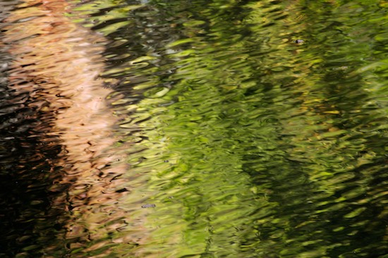 Abstract;Abstractions;Allardt;Beige;Brown;Colditz Cove;Green;Patterns;Reflection;Reflections;Shapes;Tan;Tennessee;Textures
