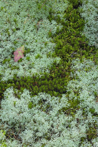 Tennessee;Allardt;Colditz Cove;Textures;Shapes;Patterns;Abstractions;Abstract;moss;botanical;plant;plants;botanicals;botany;vegetation;greenery;flora;herbage;herb;shrub