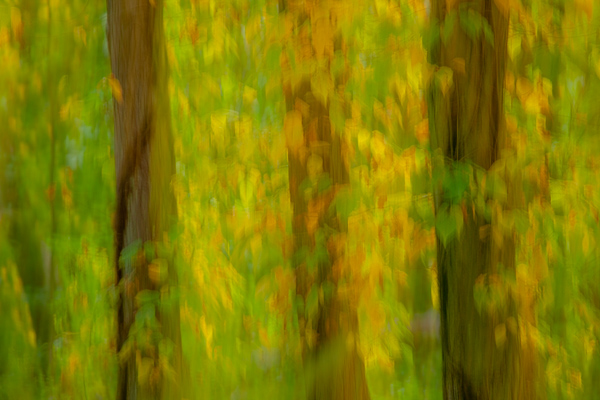 Abstract;Abstraction;Abstractions;Autumn;Botanical;Branches;Brown;Calm;Concepts;Cool Colors;Cool Palette;Cool Tones;Fall;Forest;Gold;Green;Greens;Habitat;Healing;Health care;Healthcare;Herbaceous;Leaf;Leafy;Leaves;Line;Mahwah;Nature;New Jersey;Oneness;Pastoral;Patterns;Plant;Seasons;Shape;Stock categories;Sunlight;Sunshine;Textures;Timber;Timberland;Tree;United States;Vein;Veins;Warm Colors;Warm Palette;Warm Tones;Wood;Woodland;Woodlands;Woods;Yellow;bark;branch;color;foliage;green;landscape;leaves;limbs;pattern;peaceful;plant;plants;restful;serene;shapes;soothing;texture;tranquil;tree;tree limbs;tree trunk;trees;trunk;yellow;zen