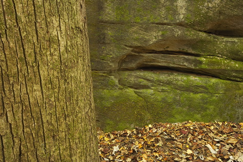 Textures;Shapes;Patterns;Abstractions;Abstract;Leaf;Leaves;Leafy;Foliage;Vein;Striation;Stone;Rock;Boulder;Geology;Geological;Rock formations;Rocks;Plant;Trunk;Bark;Branches;Branch;Woodland;Herbaceous;Shrub;Bush;Trees;Tree Trunk