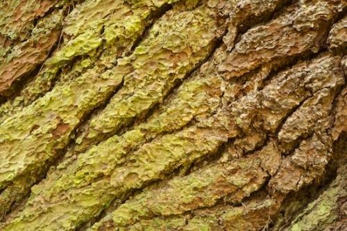 bark;Leafy;Abstract;Plant;Rachel;Herbaceous;Tree Trunk;Abstractions;Bush;Allardt;Close-up;Shapes;Trees;Branch;Trunk;Cumberland Plateau;Branches;Shrub;Patterns;Woodland;Textures