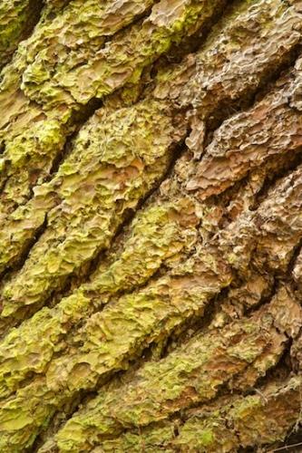 Shrub;Plant;bark;Herbaceous;Patterns;Abstract;Shapes;Textures;Bush;Trunk;Cumberland Plateau;Trees;Leafy;Abstractions;Branches;Woodland;Allardt;Tree Trunk;Close-up;Branch