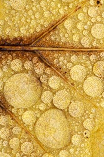 Textures;TNC;Vein;Leafy;Tennessee;Northern Cumberland Plateau;United States;Abstractions;Leaves;Foliage;Leaf;Abstract;Cumberland Plateau;Shapes;Northern Cumberlands;Patterns;Caryville;Sundquist WMA
