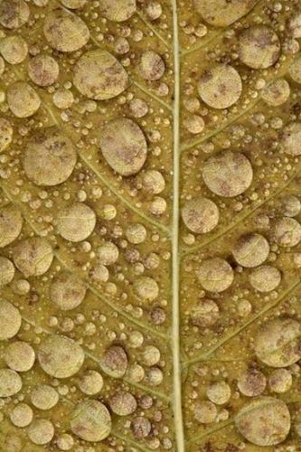 TNC;Northern Cumberland Plateau;Close-up;Textures;Patterns;Cumberland Plateau;Shapes;Vein;Leaves;Abstract;Caryville;Abstractions;Leafy;Foliage;Leaf;Sundquist WMA;United States;Tennessee